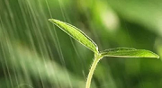 初期雨水什么情形下需納入排污許可？